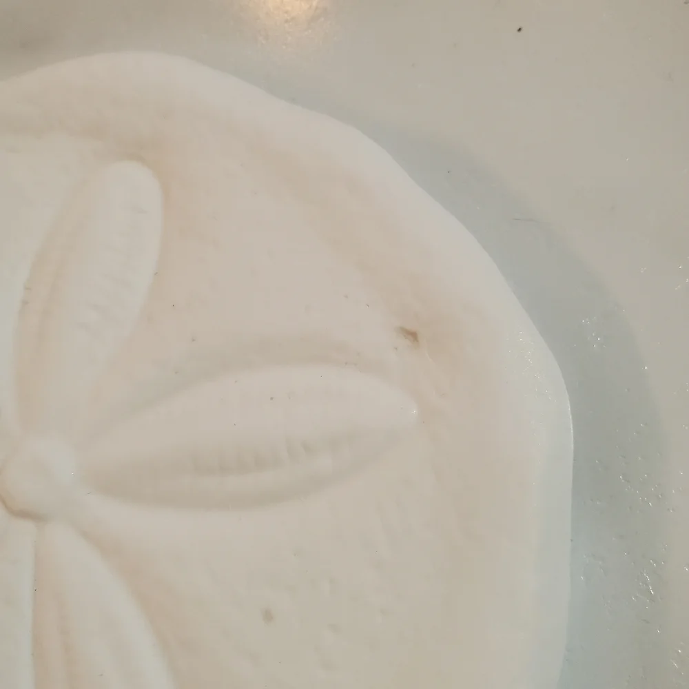 Kohls sand dollar